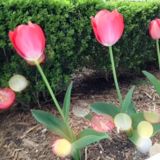 What allergy medicines can I safely take if I have heart disease or high blood pressure?